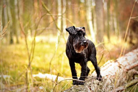 Schnauzer Hair Cuts: Style Ideas (with Photos!) and Grooming Tips