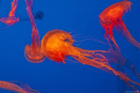 Image of S.E.A Aquarium Sentosa Island | 1017200