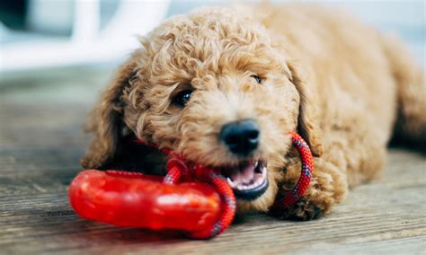 The Best Dog Treats and Chews on Groupon