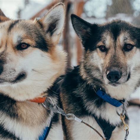 Viaggi In Finlandia Svezia Avventura Con I Cani Da Slitta Nel Cuore