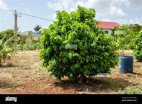 A Short Mountain Soursop Tree With Thick Foliage Is Growing In An