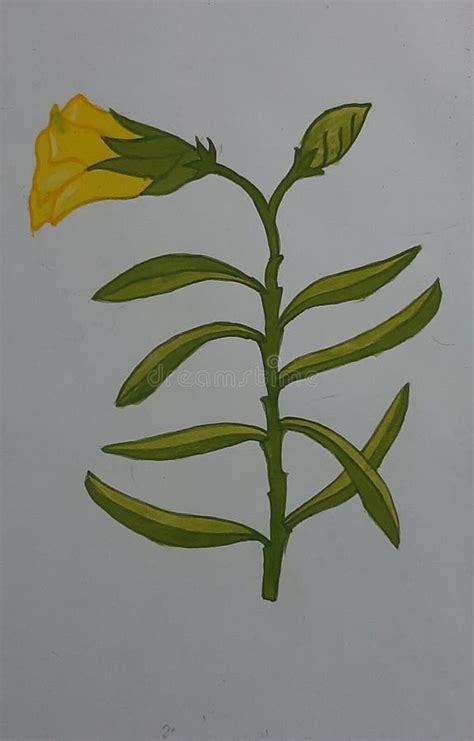 Yellow kaner flower stock image. Image of painting, kaner - 153124117