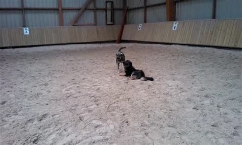 roy  dilly la joie de vivre roy  dilly cest toujours la joie