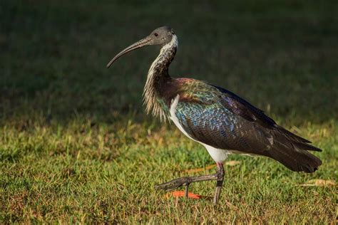 Bird Ibis Australia - Free photo on Pixabay - Pixabay