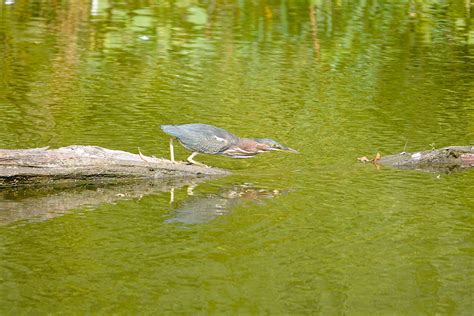 River Wildlife :: Behance