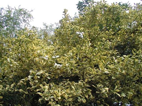 Ilex Aquifolium Golden Van Tol