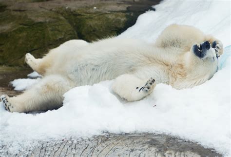 Polar Bear Cam Shows Bear Gearing Up for the Upcoming Winter Wonderland