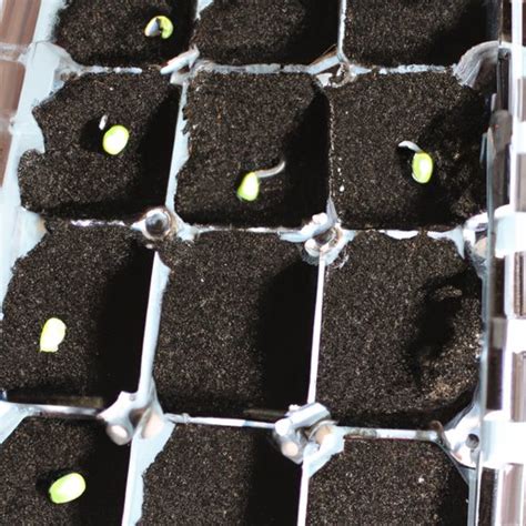 How To Start Vegetable Seeds Indoors A Step By Step Guide The Enlightened Mindset