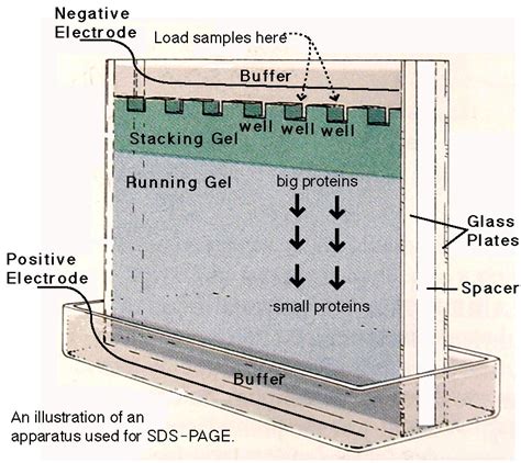 D Sds Page Analysis Offered By Creative Proteomics Creative Proteomics