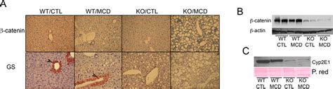 Liver Specific Catenin Knockout Mice Exhibit Defective Bile Acid And