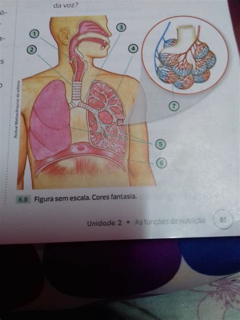 Estrutura Que Compoe O Sistema Respiratorio V Rias Estruturas