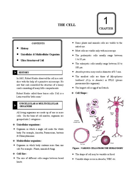 Cell Class 9 Cbse Foundation Pdf