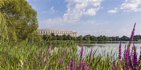 Deutschland Bayern Nürnberg Violette Wildblumen blühen am