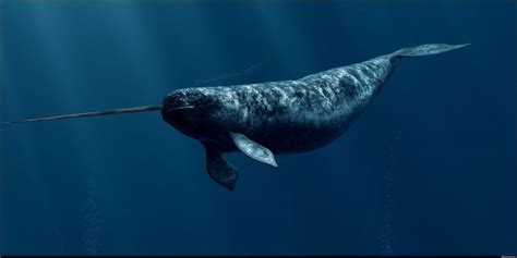 Meet The Narwhal Unicorn Of The Sea Earth Earthsky