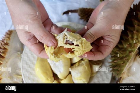 Hand Holding Fresh Ripe Durian One Of The Most Popular Fruits In The