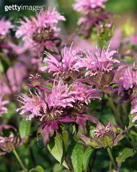 Bergamot Flower Monarda Didyma