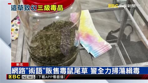 墨西哥鼠尾草恐產生迷幻 納三級毒品管制