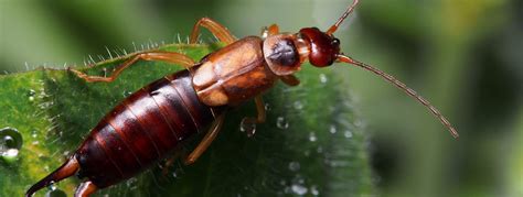 Earwig