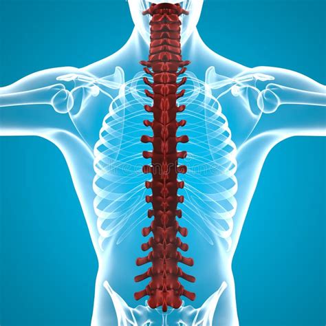 Anatomia Della Spina Dorsale Del Corpo Umano Illustrazione Di Stock