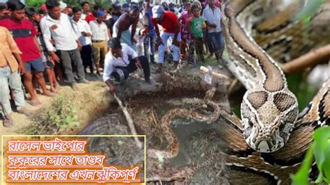 রাসেল ভাইপার বিষাক্ত সাপ রাসেল ভাইপার আতঙ্কের আরেক নাম বিষাক্ত সাপ