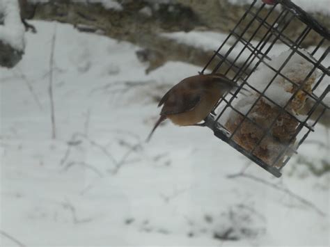 Carolina Wren - FeederWatch