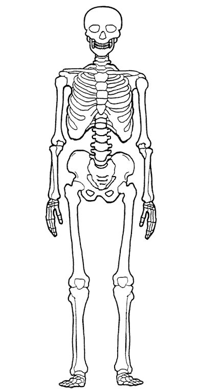 Esqueleto Humano Desenho Para Imprimir