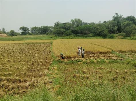 Farmers Harvesting Paddy In Paddy Field The Picture Of Harvesting A