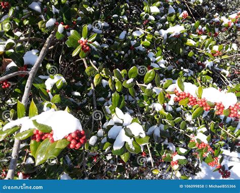 Holly in winter stock photo. Image of bush, snow, christmas - 106099858