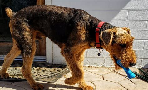 20190922 104731 Airedale Terriers Airedale Terriers