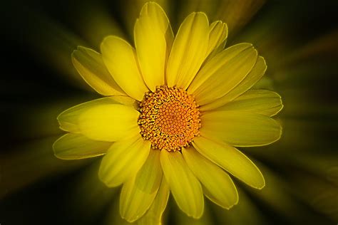 Shining Flower Photograph By Derek Bacigal Fine Art America