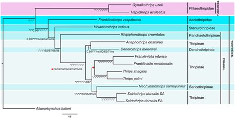 Phylogenetic Tree Bi 1 Support Values For Bi And Ml Trees Are In The Download Scientific