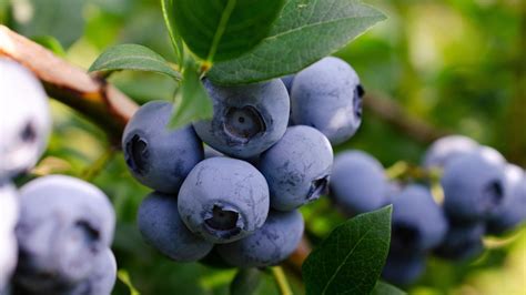 Think Twice Before Putting This Staple Ingredient In Your Blueberry Garden