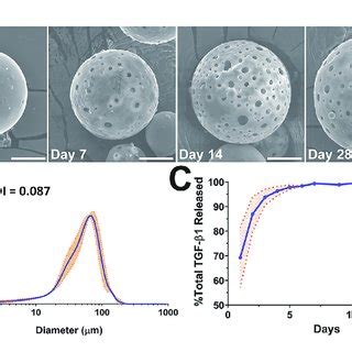 Characterization Of Tgf B Plga Microparticles Mps A