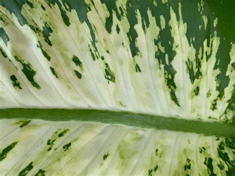 Premium Photo | A leaf with green and white stripes for background