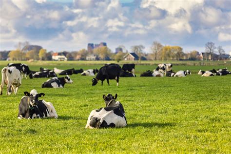 Duurzame Melkveehouderij Vreugdenhil Dairy Foods