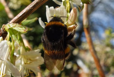 Urban Pollinators Identifying Common Bumblebee Queens