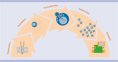 Car Nk Cell Research Workflow Phenotypic Characterization Miltenyi