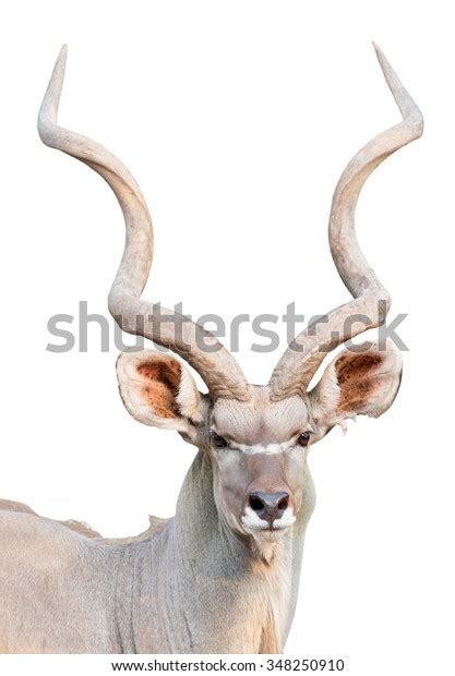 Kudu Horns: Over 7,304 Royalty-Free Licensable Stock Photos | Shutterstock