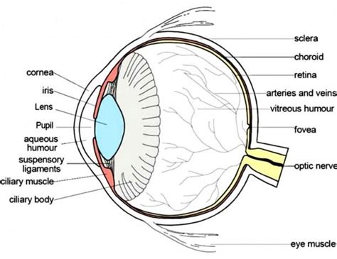 Anatomy of the eye diagram