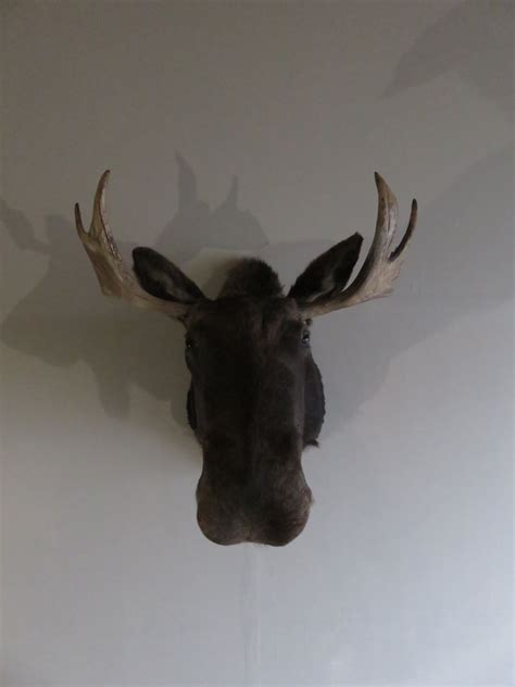 Bull Moose Taxidermy Mount for sale. OM-101 – Mounts For Sale