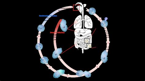 Entamoeba Histolytica Reproduction And Life Cycle 6 Metacystic Development Youtube