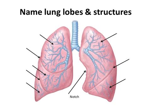 Lung Labeling Diagram Quizlet