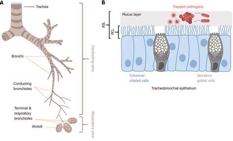 Mucociliary Clearance And Innate Immunity In The Lung A Trachea