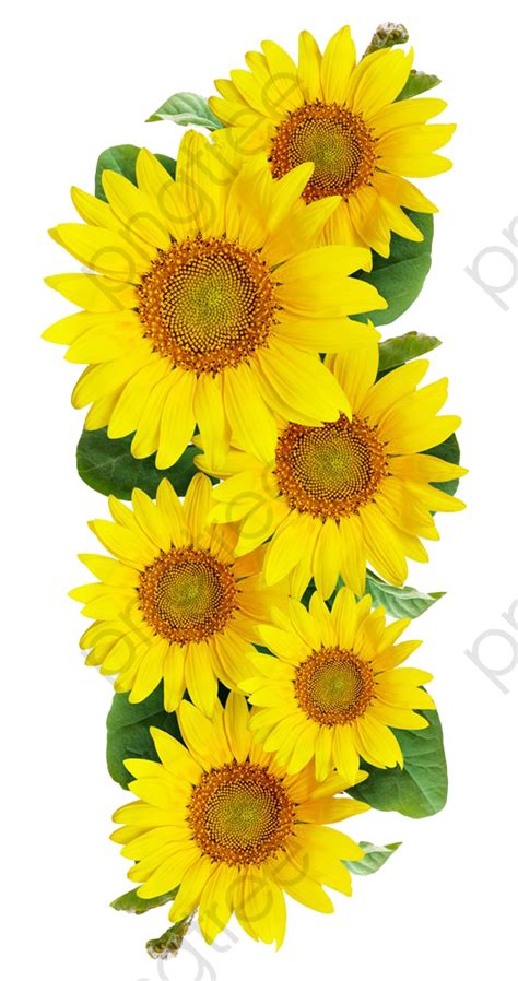 Sunflower Svg Png