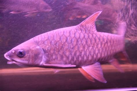 Malaysian Mahseer Or Kelah Kelah Merah Kelantan Yg Bersaiz 2kaki