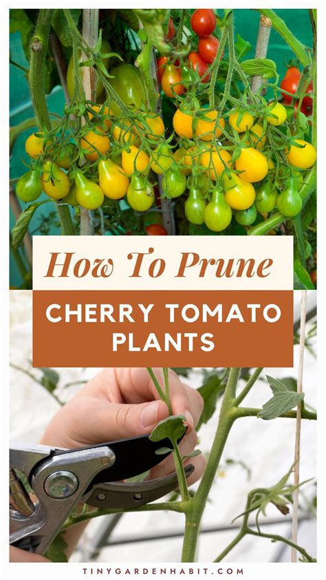 Growing Cherry Tomatoes Artofit