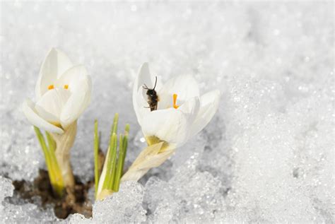 How Insects Survive Cold The Potential Effect Of A Mild Winter Field