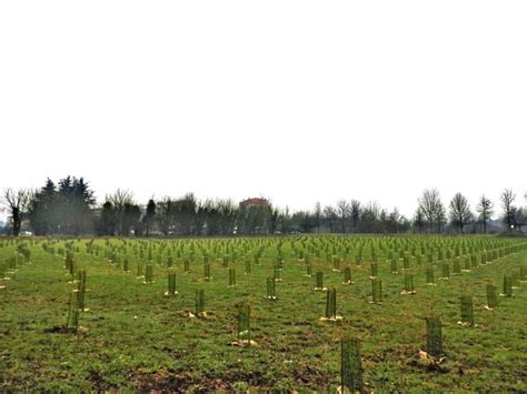 Arbolia E Comune Di San Giuliano Milanese Realizzato Un Bosco Urbano