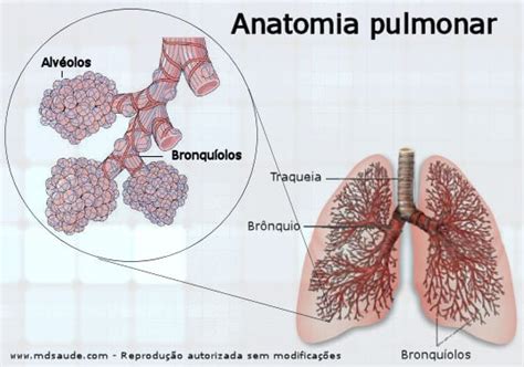 Bronquiolite O Que Sintomas Causas E Tratamento Md Sa De