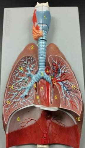 Chapter 21 Respiratory System Lab Review Flashcards Quizlet